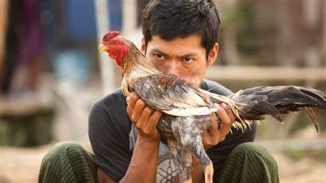 Sabong Uncovered: Exploring the History and Heart of Filipino .